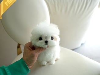 Teacup Maltese Puppies for Sale
