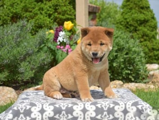 Shiba Inu puppies for sale