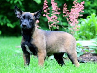 Belgian Malinois Puppies for Sale