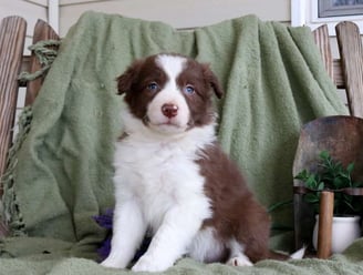 Border Collie Puppies for Sale