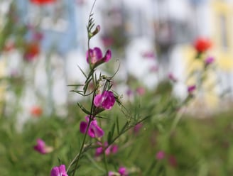 Stay2Munich Blumenwiese