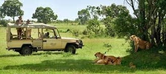 Mara Lions