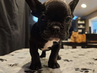 French Bulldog Puppies for Sale