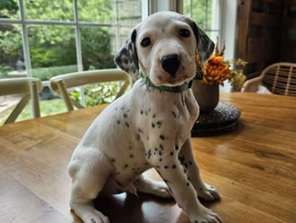 Dalmatian Puppies for Sale