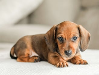 Dachshund puppies for sale