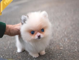 Pomsky Puppies for Sale