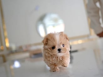 Maltipoo Puppies for Sale