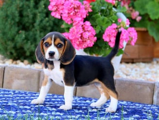  Beagle puppies for sale