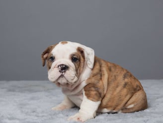 English Bulldog puppies for sale