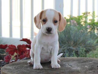beagle puppies for sale