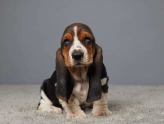 Basset Hound Puppies for Sale