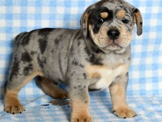 Beabull Puppies for Sale