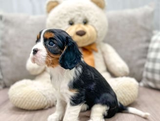Cavalier King Charles Spaniel Puppies for Sale
