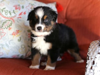 Australian Shepherd Puppies for Sale