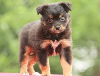 Miniature Australian Shepherd Puppies for Sale