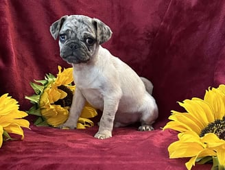 Pug Puppies for Sale