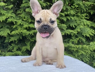 French Bulldog Puppies for Sale