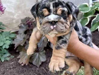 English Bulldog Puppies for Sale