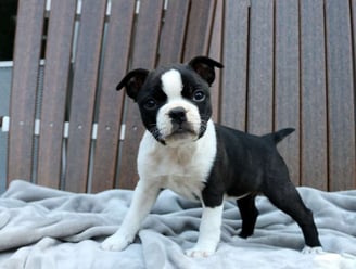 Boston Terrier Puppies for Sale