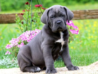 Cane Corso Puppies for Sale