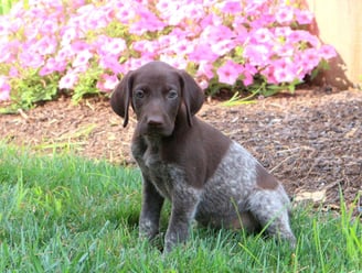 German Shorthaired Pointer Puppies for Sale 