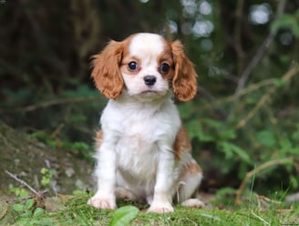 Cavalier King Charles Spaniel Puppies for Sale