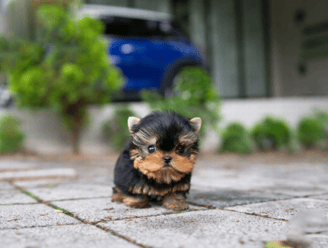 Teacup Yorkies for Sale