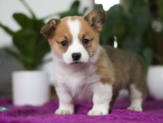 Pembroke Welsh Corgi Puppies for Sale