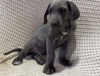 Great Dane Puppies for Sale
