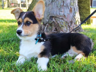 Corgi Puppies for Sale