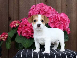 Jack Russell puppies for sale 