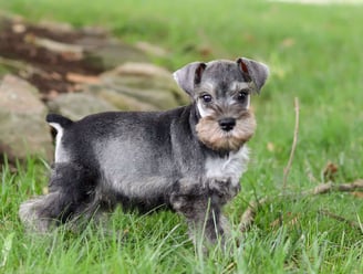 Schnauzer Puppies for Sale