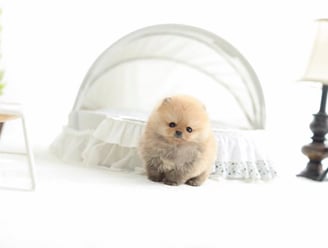 Teacup Pomeranian Puppies for Sale