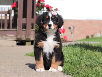 Bernese Mountain puppies for sale