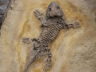 Kilinjal Fossil Site