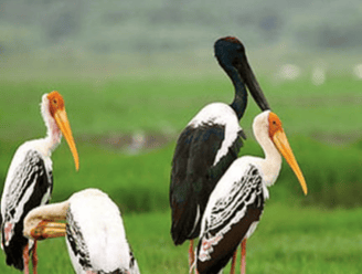 Vettakudi-Karaivetti Bird Sanctuary
