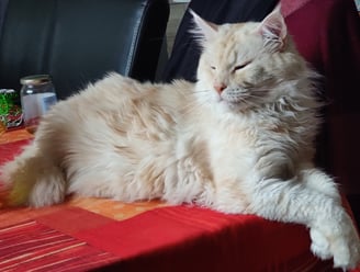 male maine coon