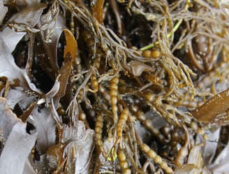 Seaweed