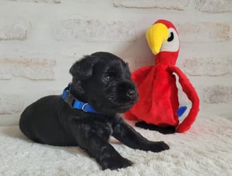 Chiot des Diamants Noirs d'Also