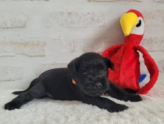 Chiot Schnauzer et son perroquet