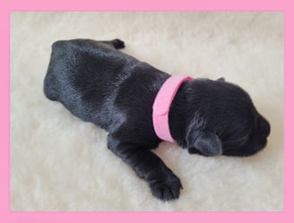 Chiot Schnauzer miniature