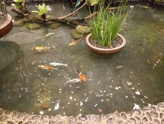 Koi at Changi Airport in Singapore