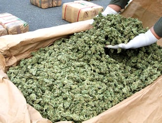 Wholesale Cannabis