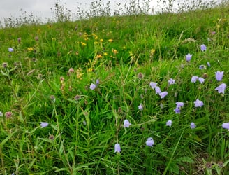 Harebells