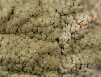 Fotos de Luis Gines - Penicilium
