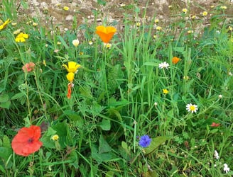 Cornflower
