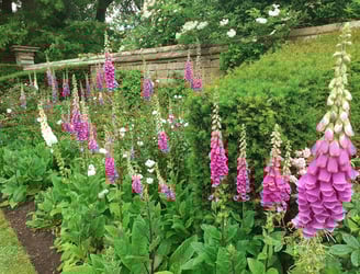 Foxgloves