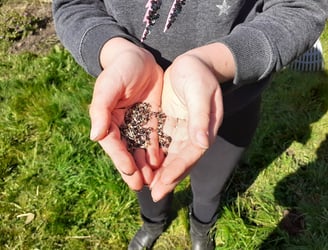 Meadow seeds