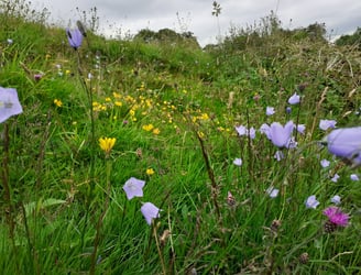 Wildflower