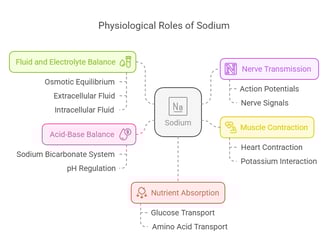 Sodium Biological functions